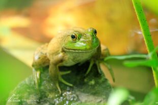 frog-pond